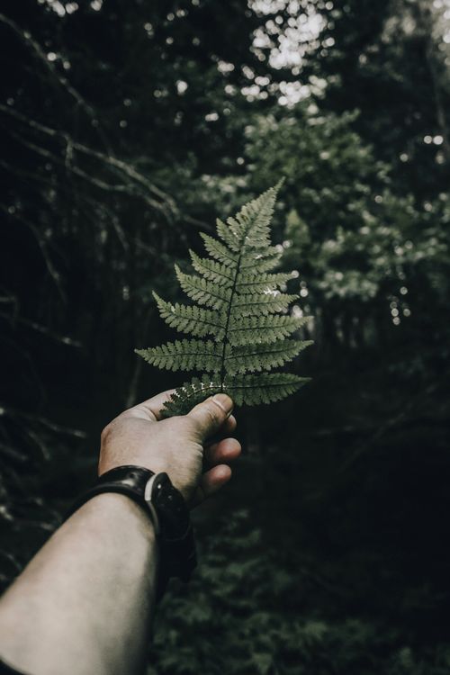 Free A hand holds a green fern frond against a dark, blurred forest background, creating a mysterious, natural vibe. Stock Photo
