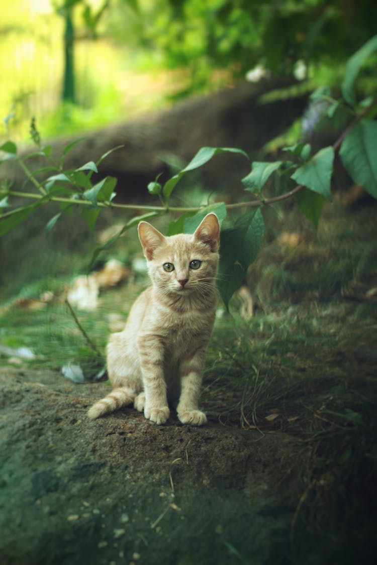 Kitten Sitting On Grass In Park