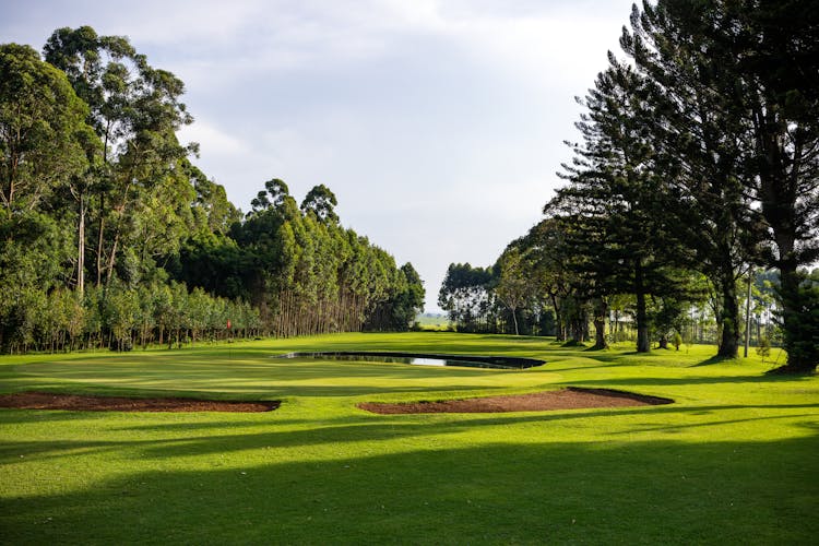 View Of Golf Playground Between Rows Of Tall Trees