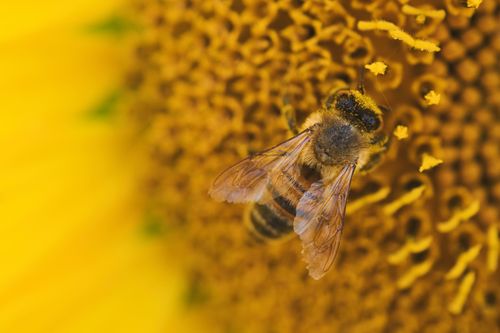 Free Macro shot of a bee collecting pollen on a vibrant sunflower in Germany. Stock Photo