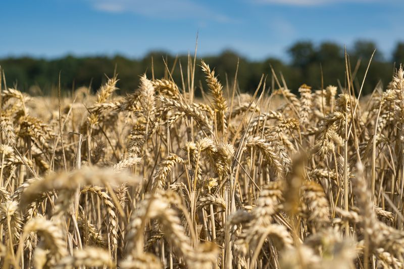 Golden wheat field