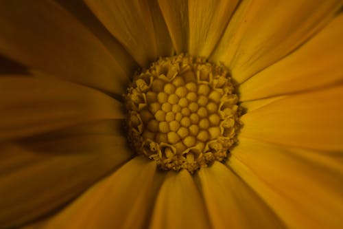 Yellow Flower in Close Up Photography