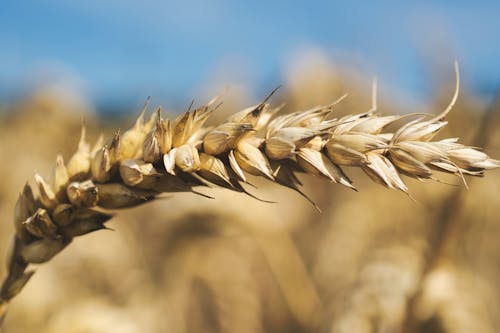 Brown Wheat in Close Up Photography