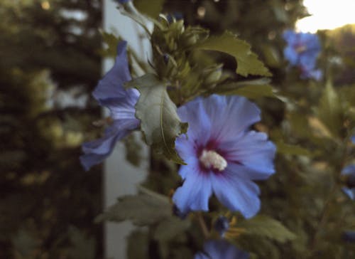 Foto stok gratis bunga mekar, bunga ungu, daun hijau