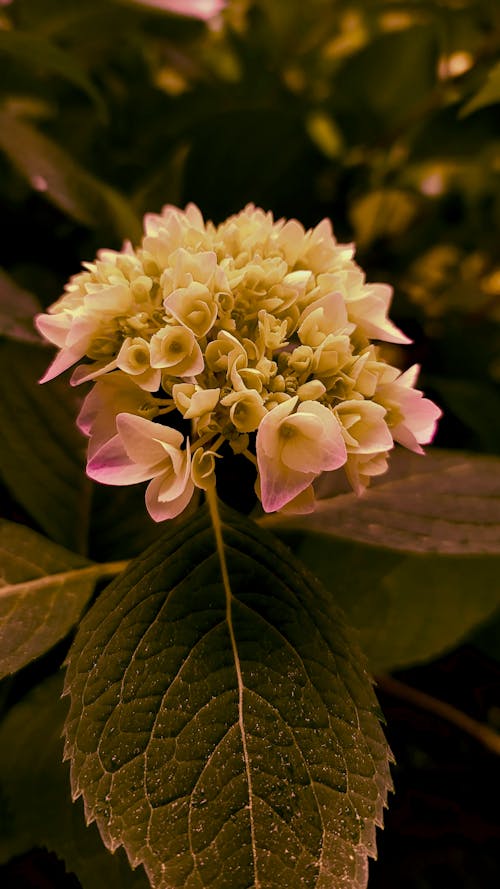 Hydrangea