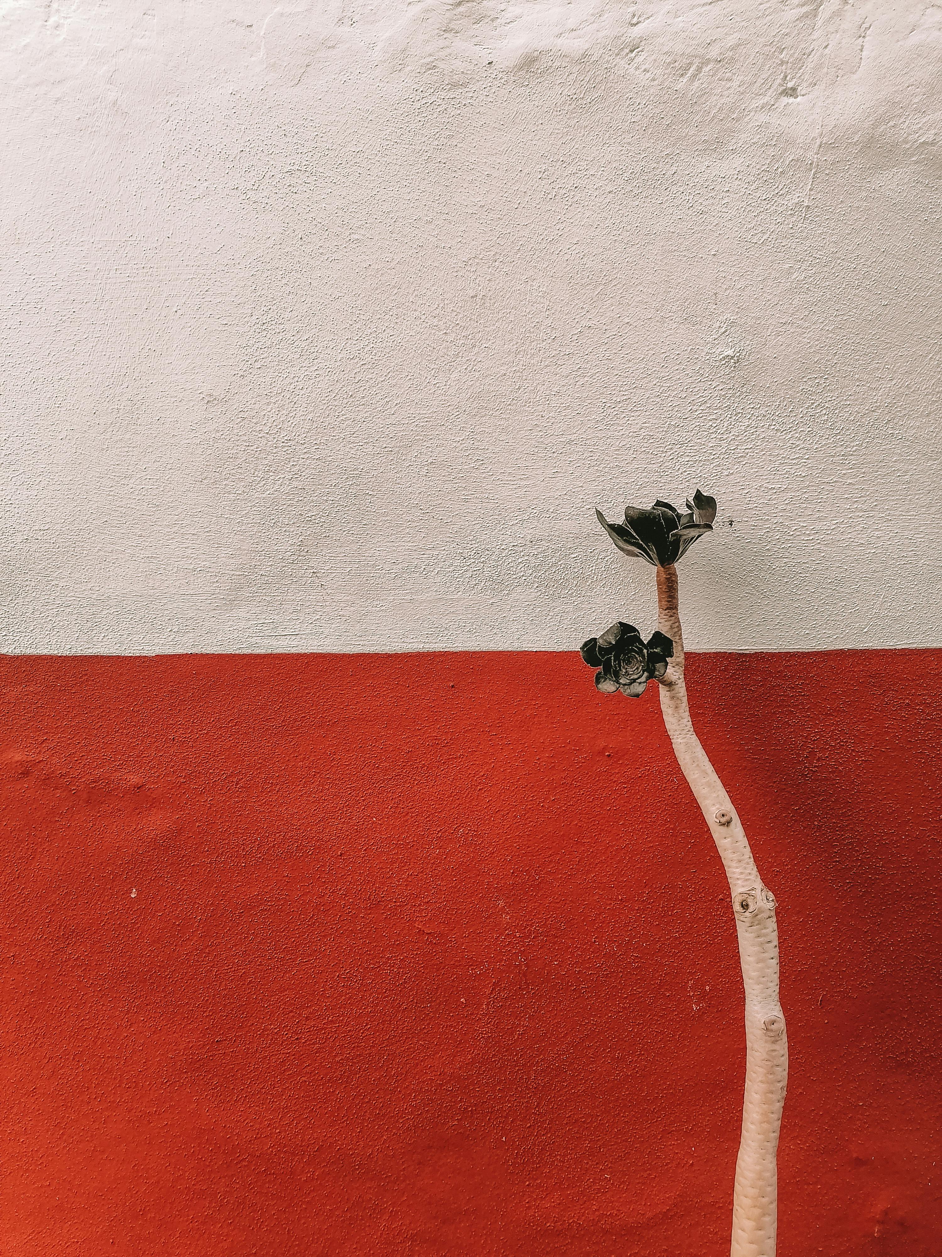 plant growing on colorful wall background