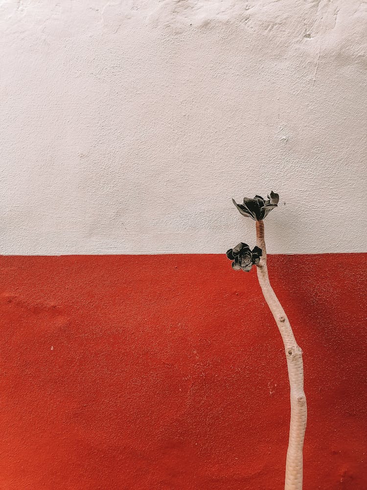 Plant Growing On Colorful Wall Background