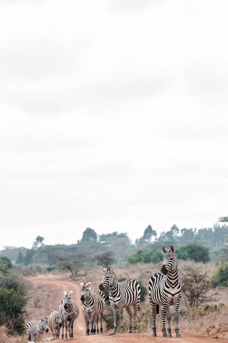 Herd Of Zebras Standing On Road In Savanna 