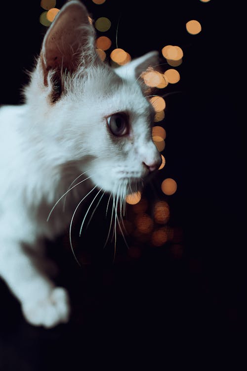 Close Up Photo of White Cat 