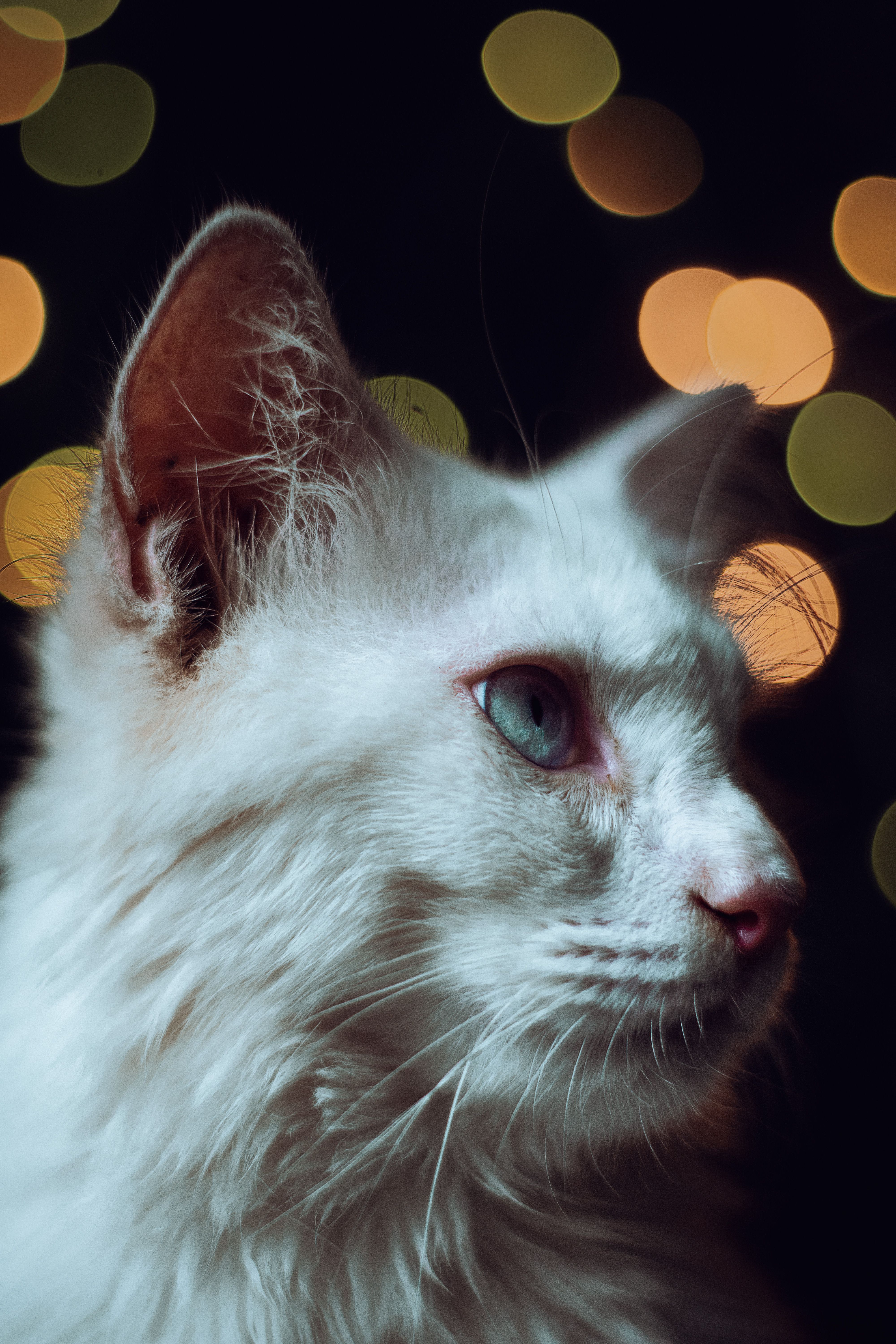 A Close-up Shot of a White Cat · Free Stock Photo