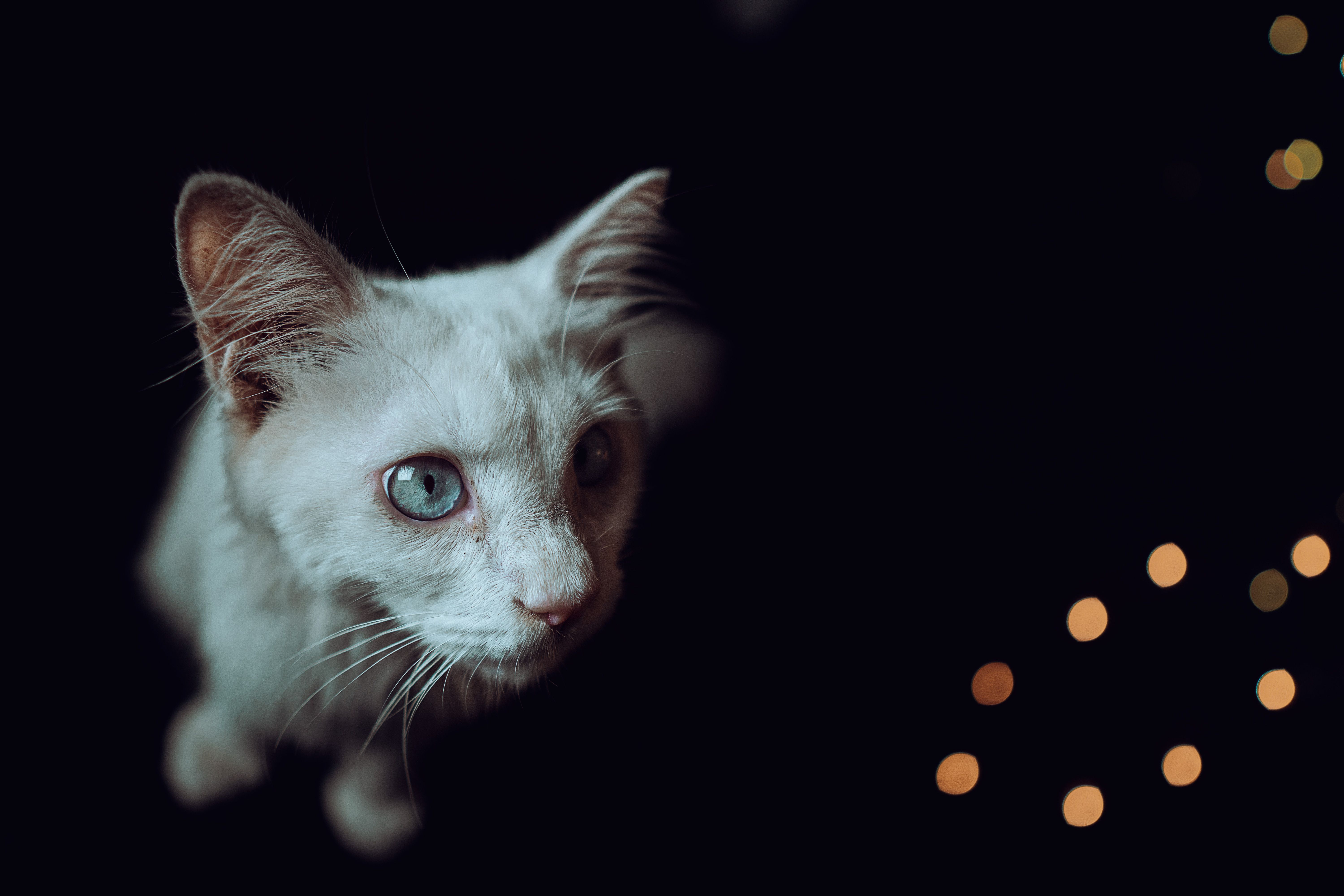 White Cat on Black Background · Free Stock Photo