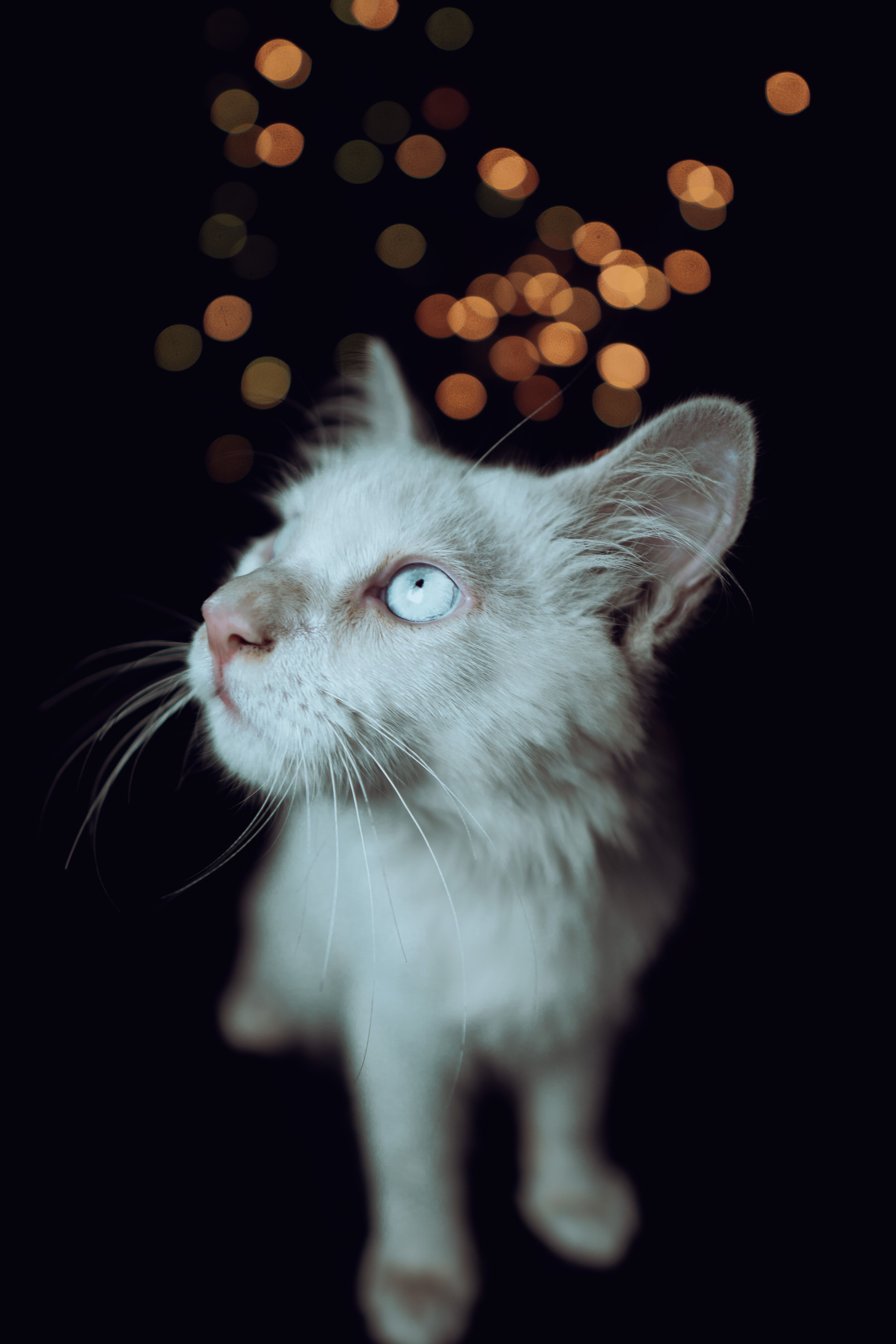 Close Up Shot of a White Cat · Free Stock Photo
