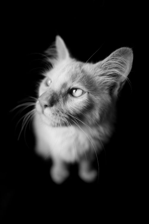 Free Elegant close-up of a domestic cat in monochrome, capturing its curious expression and whiskers. Stock Photo