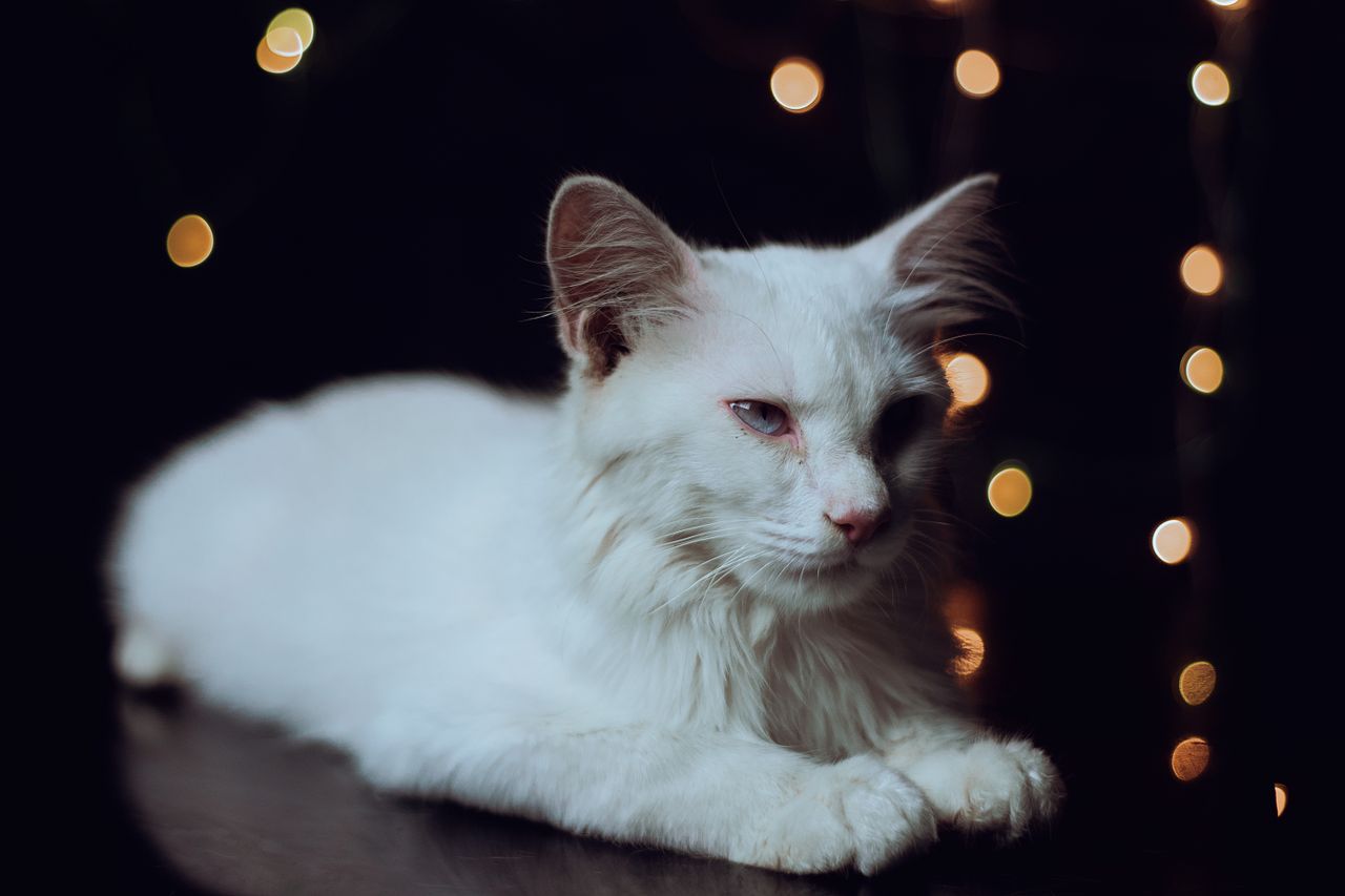 portrait of a relaxed white cat with beautiful bokeh lights in the bac