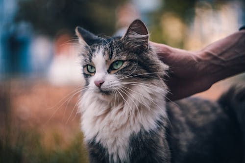 動物, 可愛的, 寵物 的 免費圖庫相片