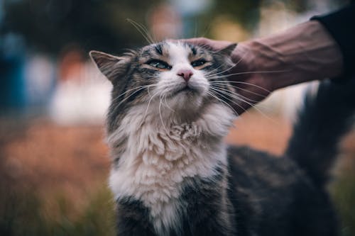 Kostenloses Stock Foto zu bezaubernd, haustier, katze