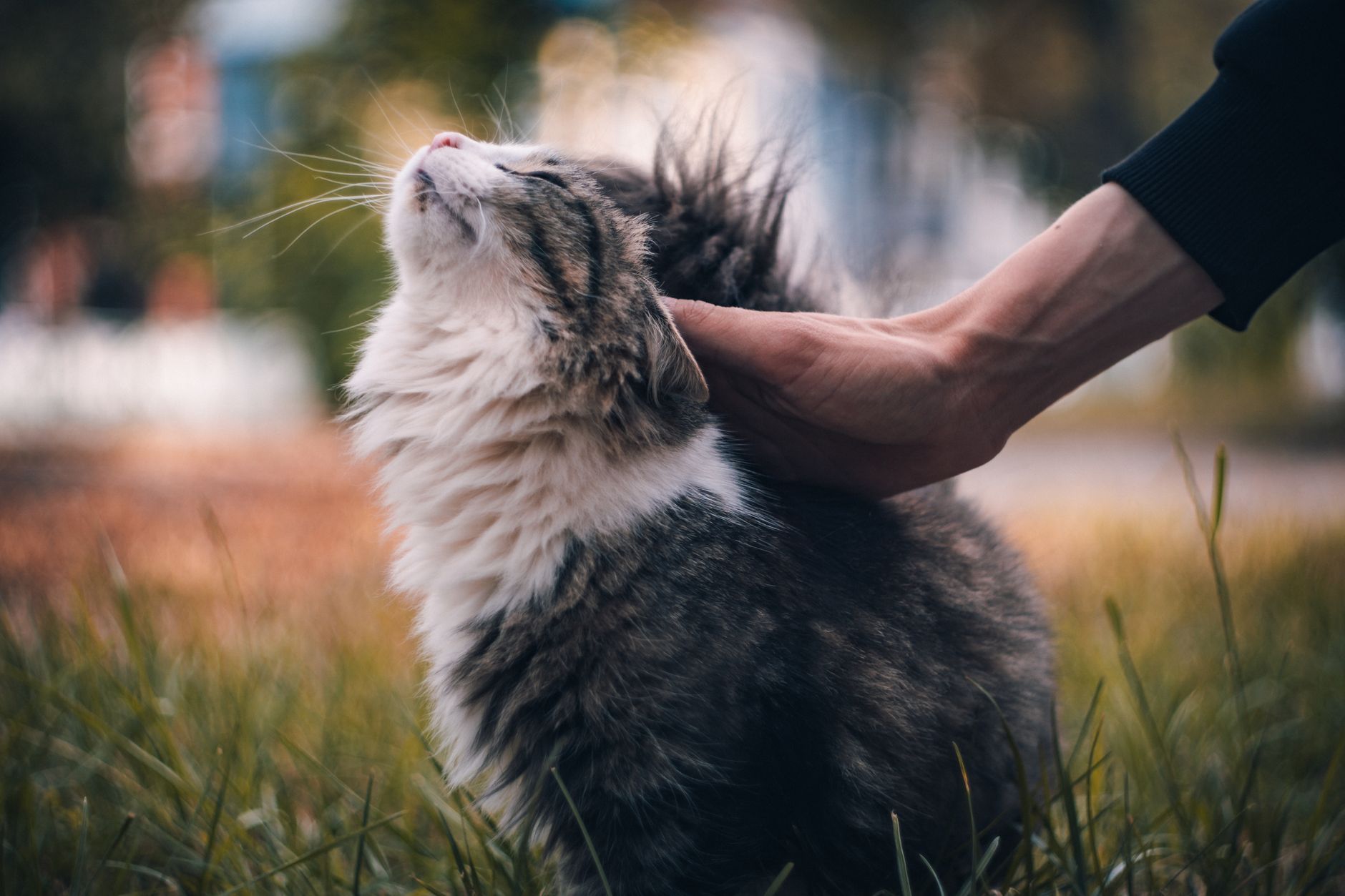 A cat undergoing diagnostic blood testing at a veterinary clinic