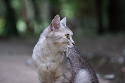 Kostenloses Stock Foto zu haustier, katze, nahansicht