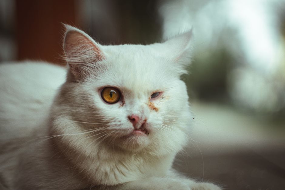 White Persian cat with one open amber eye and the other eye half closed, with dark crust beneath it
