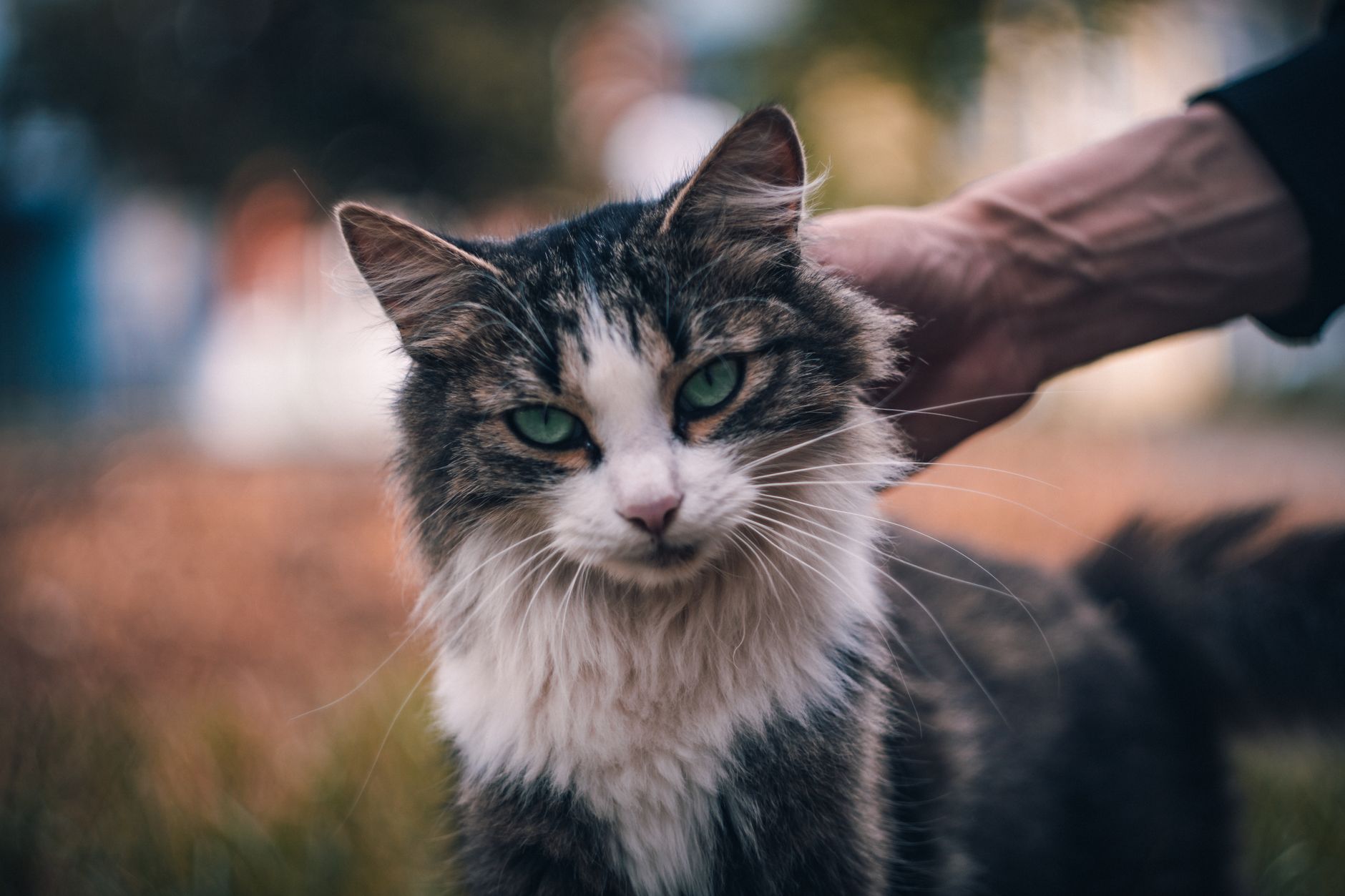 A cat undergoing diagnostic blood testing at a veterinary clinic