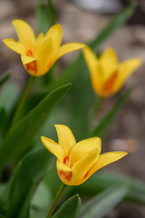 Gratis arkivbilde med anlegg, blomster, blomsterfotografering