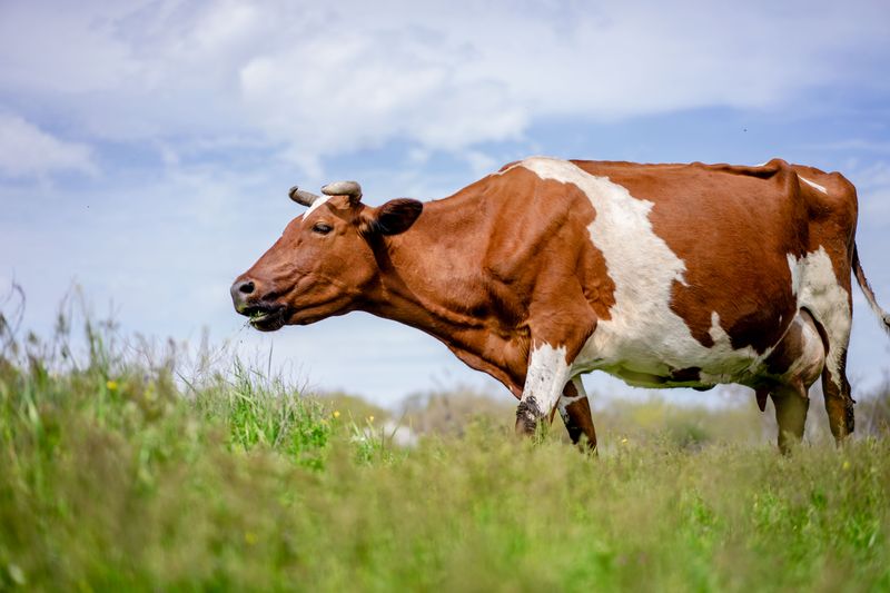 Brown and white cow in a pasture