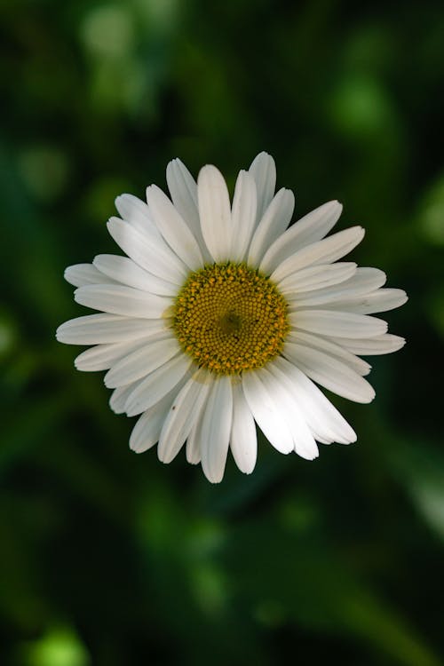 คลังภาพถ่ายฟรี ของ bellis perennis, กลีบดอก, การเจริญเติบโต