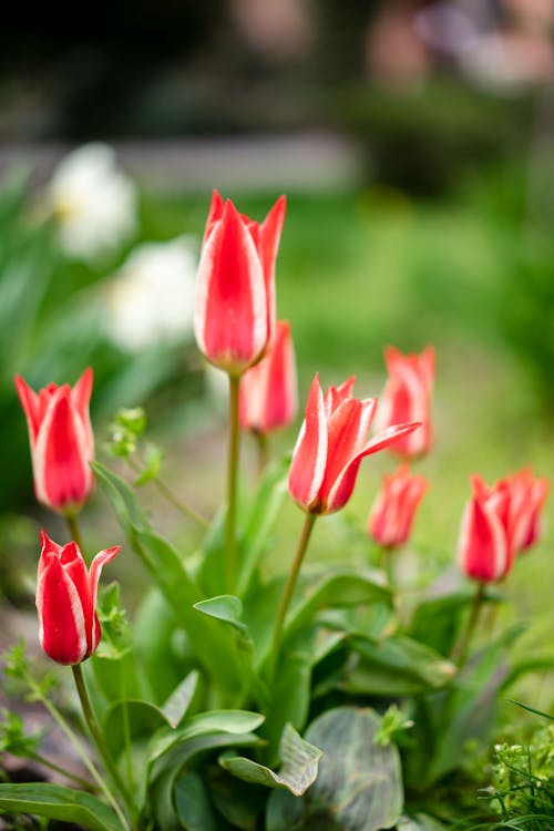 Gratis Foto stok gratis berbunga, bohlam, bunga tulip Foto Stok
