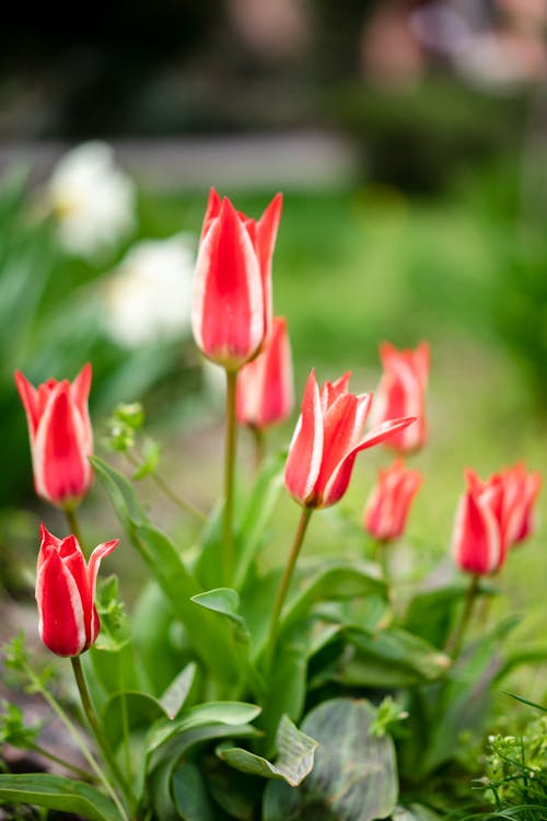 Red Tulips in Full Bloom