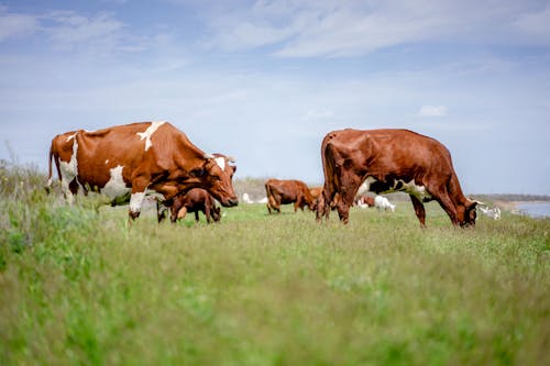 Základová fotografie zdarma na téma farmářská zvířata, herbivorech, mléčného skotu