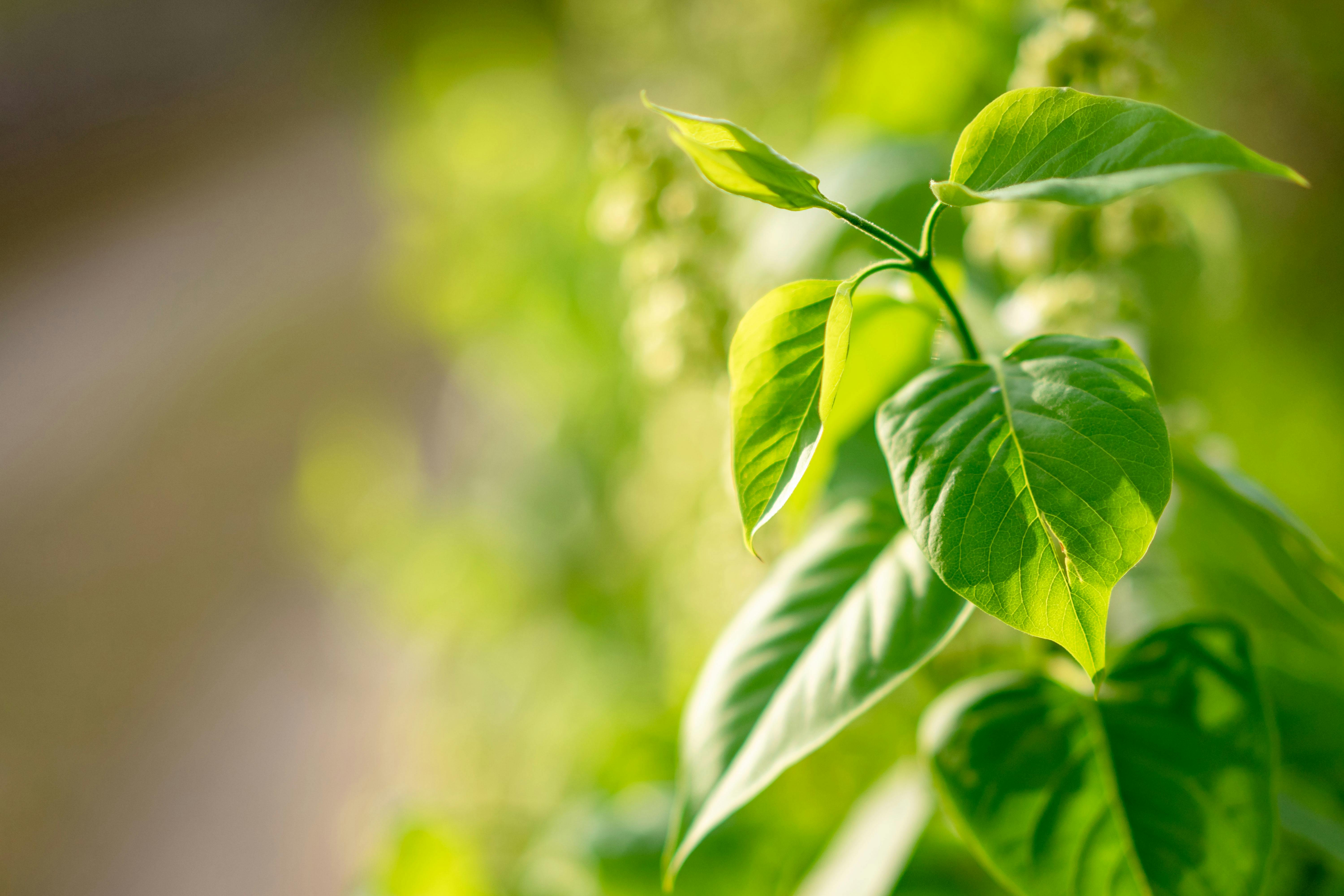 Mecanismos de defesa das plantas contra patógenos revelam complexidade do sistema imunológico vegetal