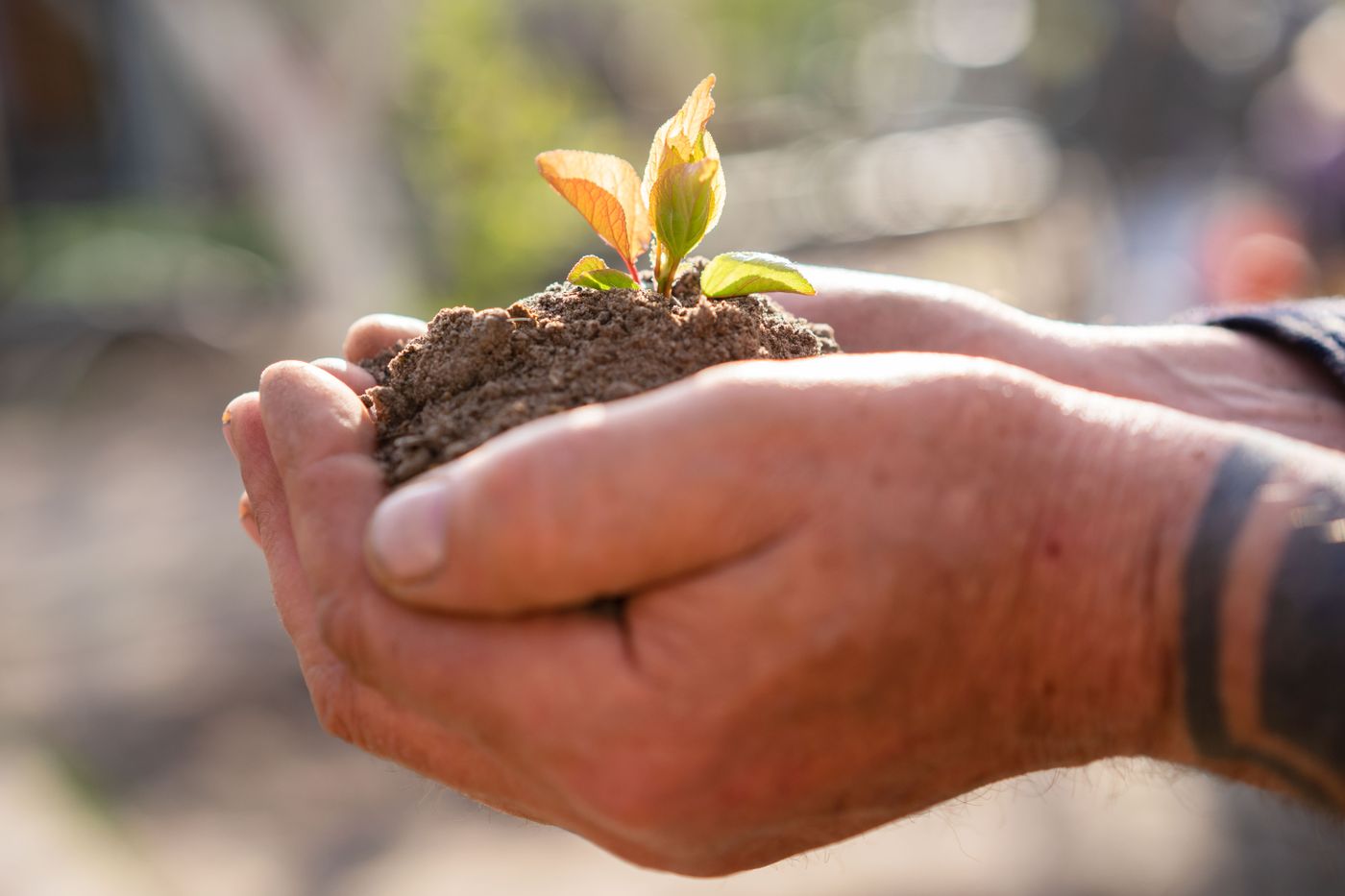 Close-up of cupped hands holding soil and a two-year-old Sitka willow seedling
