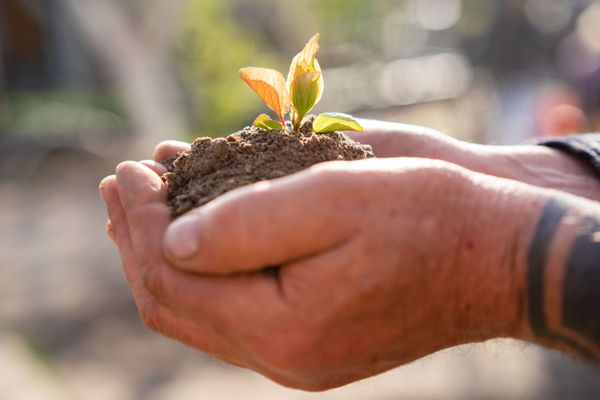 Close-up of hands holding a young seedling growing from rich soil