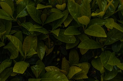 Close-up of a Fresh Green Lush 