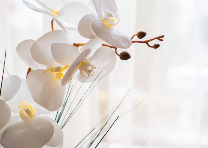 White orchid flowers — calm spa detail at Chantara Thai Massage Fulham