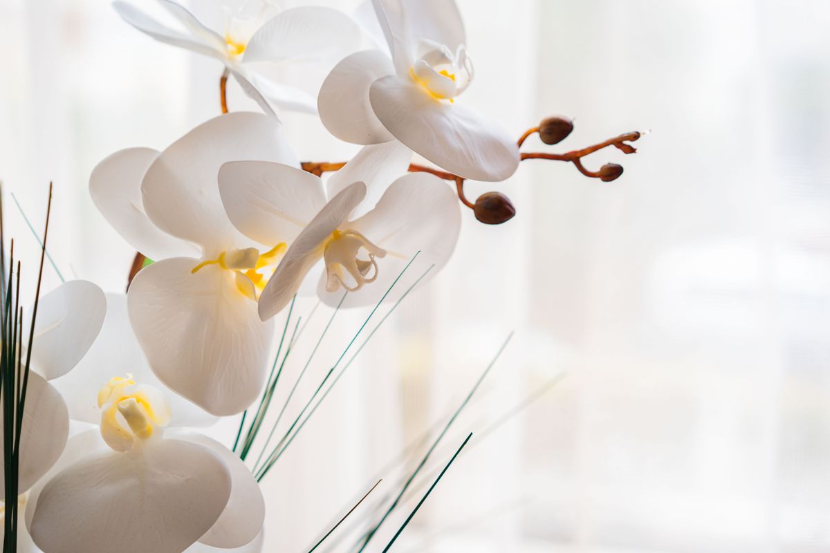 Venushügelstraffung Düsseldorf – zarte weiße Orchidee als Sinnbild für eine harmonische, gestraffte Intimkontur