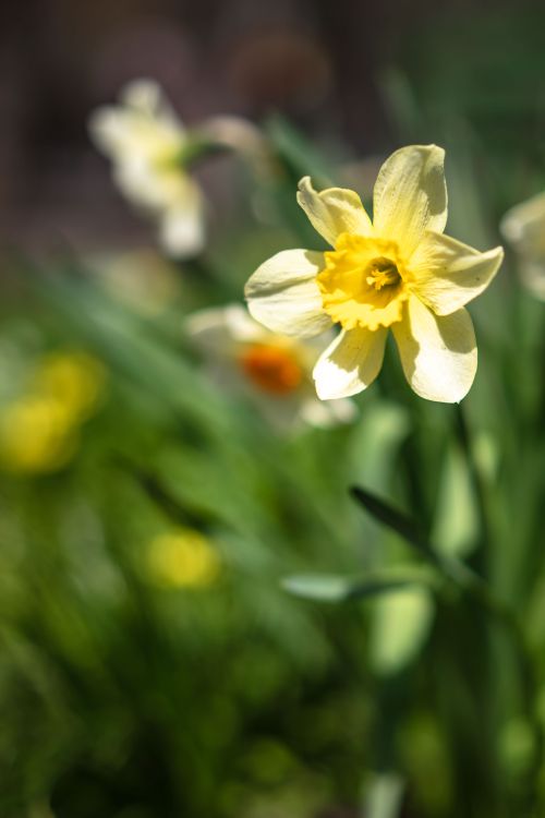 Free Bright yellow daffodil in focus with blurred floral background, epitomizing spring beauty. Stock Photo