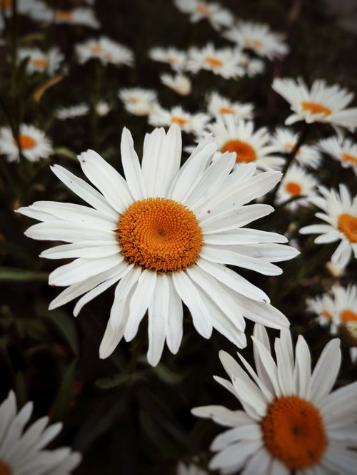 Free Close-up of white daisies with vibrant centers in a garden setting. Stock Photo