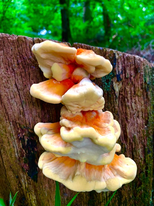 Free stock photo of devon, food, forest mushroom