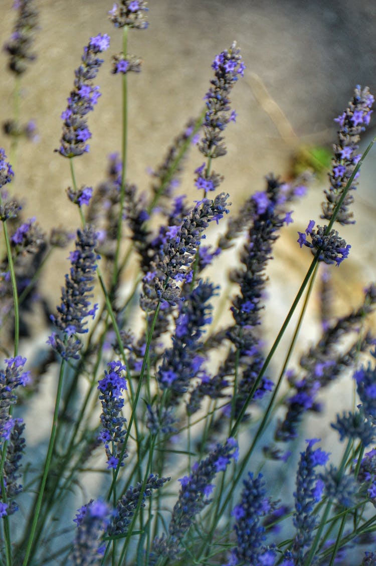 Purple Flower Plants On Field