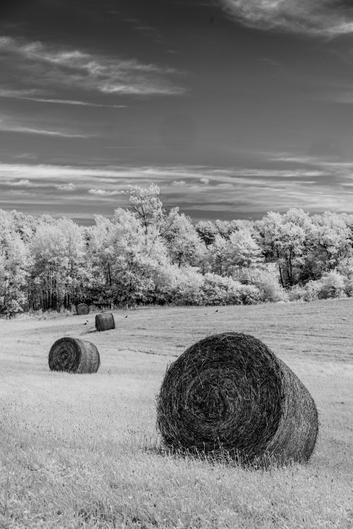 Free A serene monochrome landscape featuring large hay bales in a field. Stock Photo