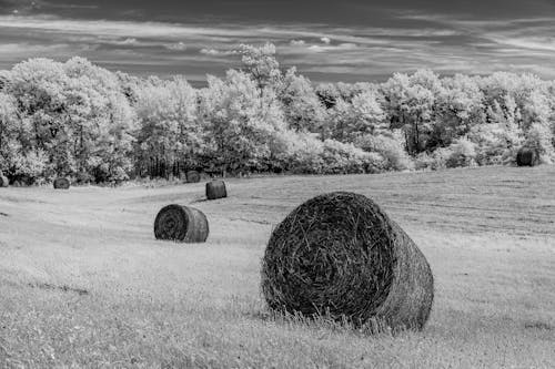 Grayscale Photography of Rolled Hays on Field