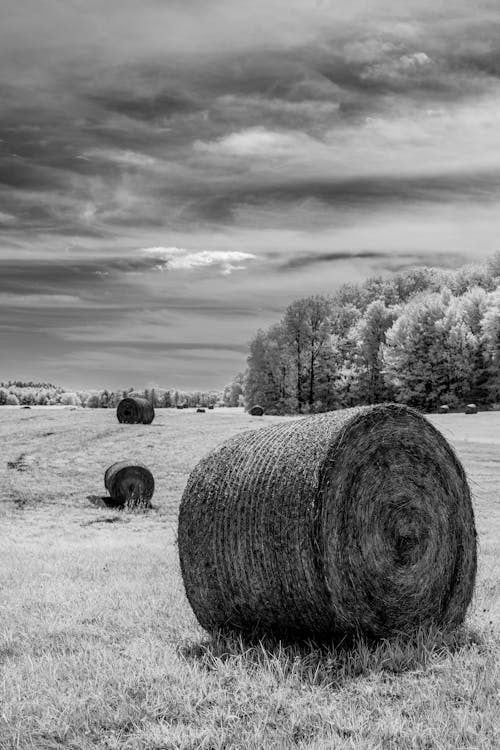 Grayscale Photography of Hay Bales on Field