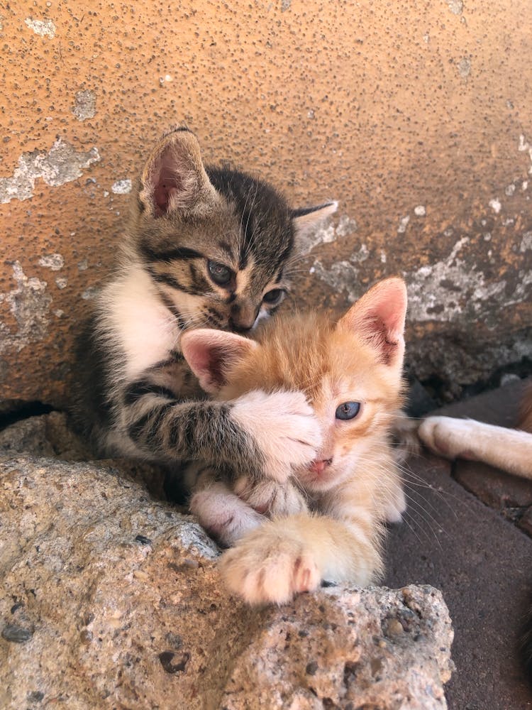 Two Kittens Playing Together