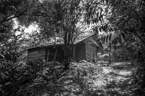 Foto profissional grátis de cabana de madeira, escala de cinza, floresta
