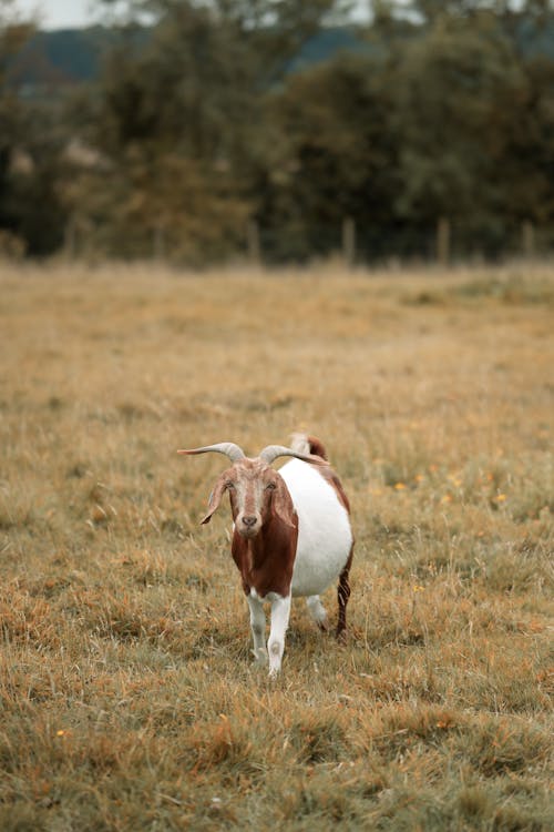 Brown and White Goat on Grass Field