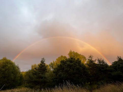 Fotos de stock gratuitas de arboles, arco iris, bonito