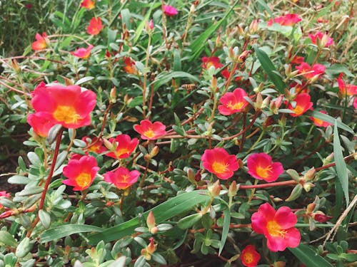 Бесплатное стоковое фото с красивые цветы, Пчела, сад цветов