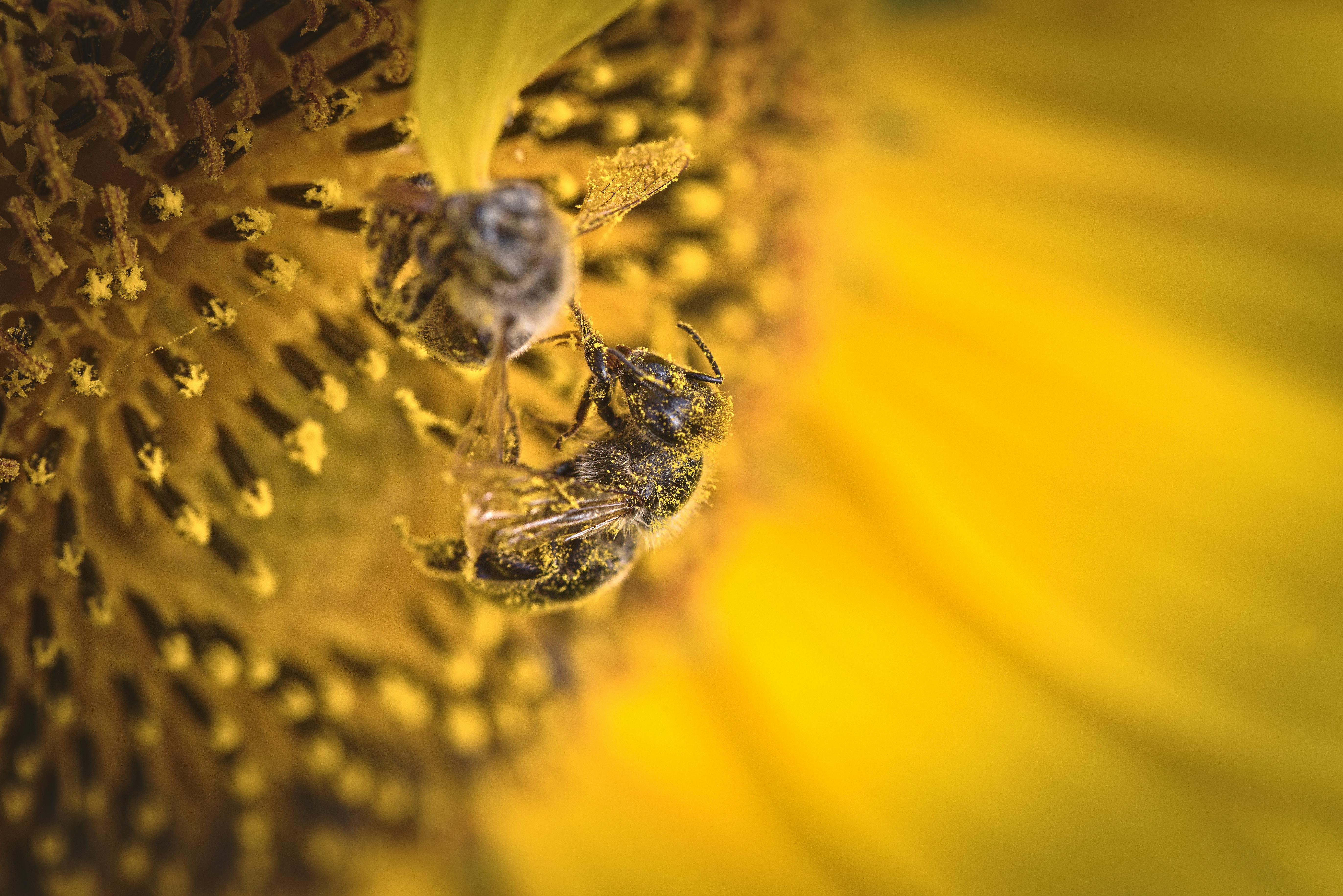 Ark Valley Civics Bee Competition to Send Three Local Students to State — Photo by Anton Atanasov on Pexels