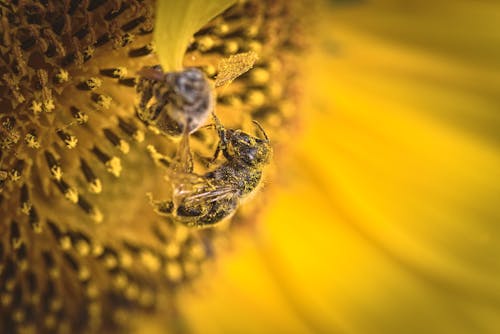 Ücretsiz bal arıları, bal özü, bitki örtüsü içeren Ücretsiz stok fotoğraf Stok Fotoğraflar